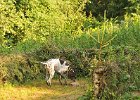 DSC_2284.JPG.jpg