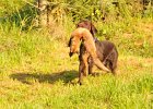 DSC_2299.JPG.jpg
