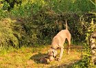 DSC_2353.JPG.jpg