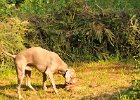DSC_2355.JPG.jpg