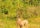 DSC_2384.JPG.jpg
