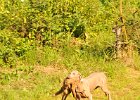 DSC_2385.JPG.jpg