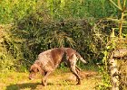 DSC_2393.JPG.jpg