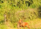 DSC_2403.JPG.jpg