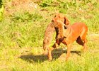 DSC_2404.JPG.jpg