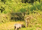 DSC_2412.JPG.jpg
