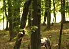 DSC_2450.JPG.jpg
