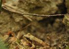 DSC_2460.JPG.jpg