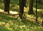 DSC_2494.JPG.jpg
