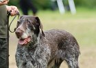 DSC_5118-tr_veteran.JPG