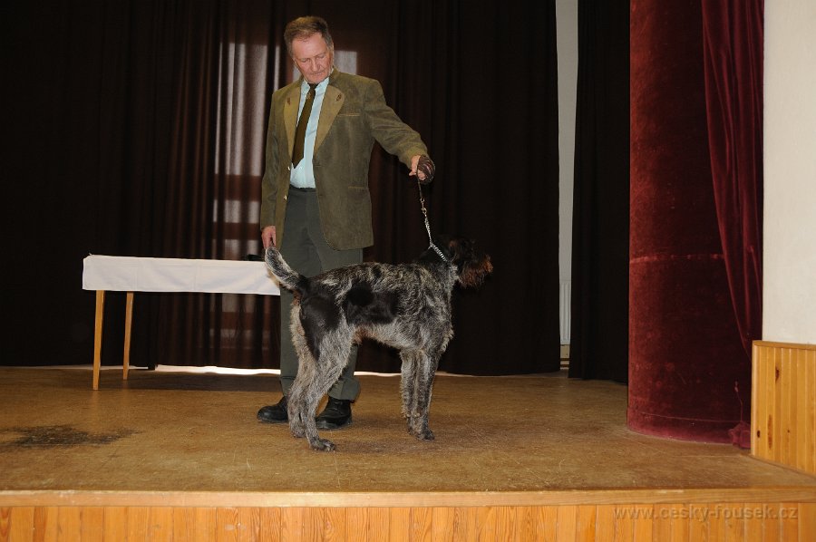 p-cesar od vetrne borovice