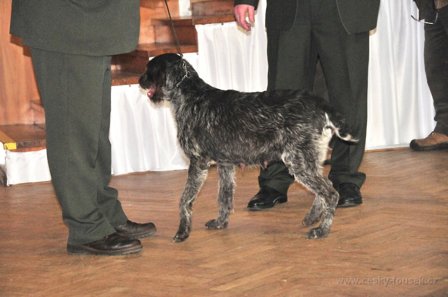 heda z citonskych luk