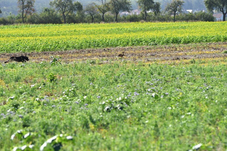 DSC 0924 sobota