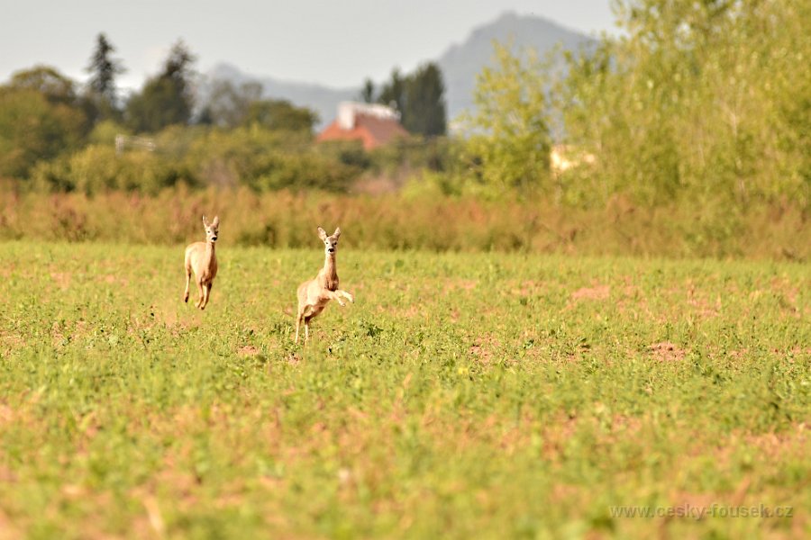 DSC 1072 sobota